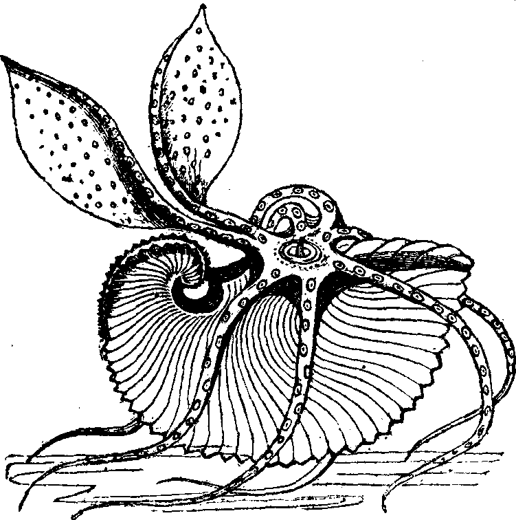 The Argonaut, Or Paper Nautilus.