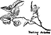 Trailing Arbutus