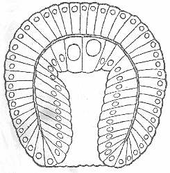 4. GASTRULA. HATSCHEK, FROM HERTWIG.