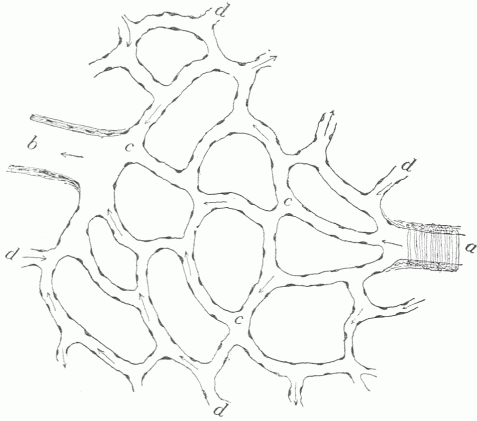 Fig. 11.—A Diagrammatic View Of The Blood Vessels. An artery (a) opens into a system of capillaries, (c) and after passing through these collects into a vein (b). Notice that the capillaries connect with other vascular territories at numerous points (d). If the artery (a) became closed the capillaries which it supplies could be filled by blood coming from other sources.