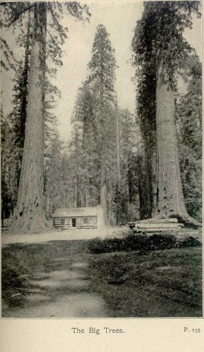 The Big Trees