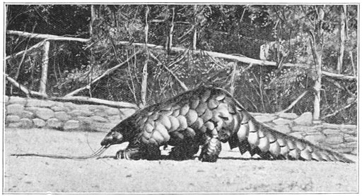 Het schub-dier of de pangolin, die mieren eet met zijn lange tong.