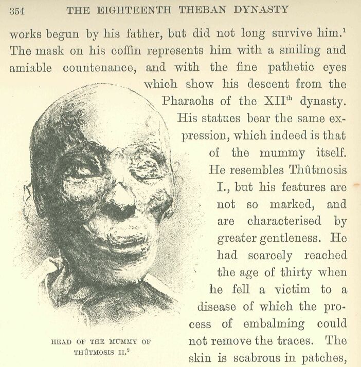 354.jpg Head of the Mummy Of Thtmosis Ii. 