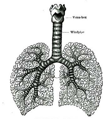 AIR-TUBES AND AIR-CELLS.