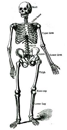 SKELETON OF A MAN.