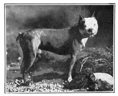 A male Boston with three-quarters white face