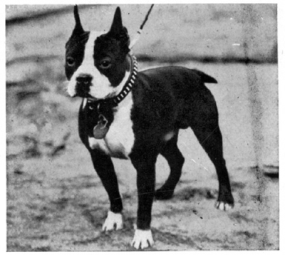 A small male pulls a leash taut.