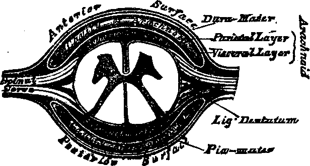 Illustration:
Fig. 56. Cross-section of spinal cord.