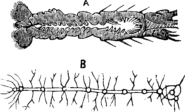 Illustration:
Fig. 67.