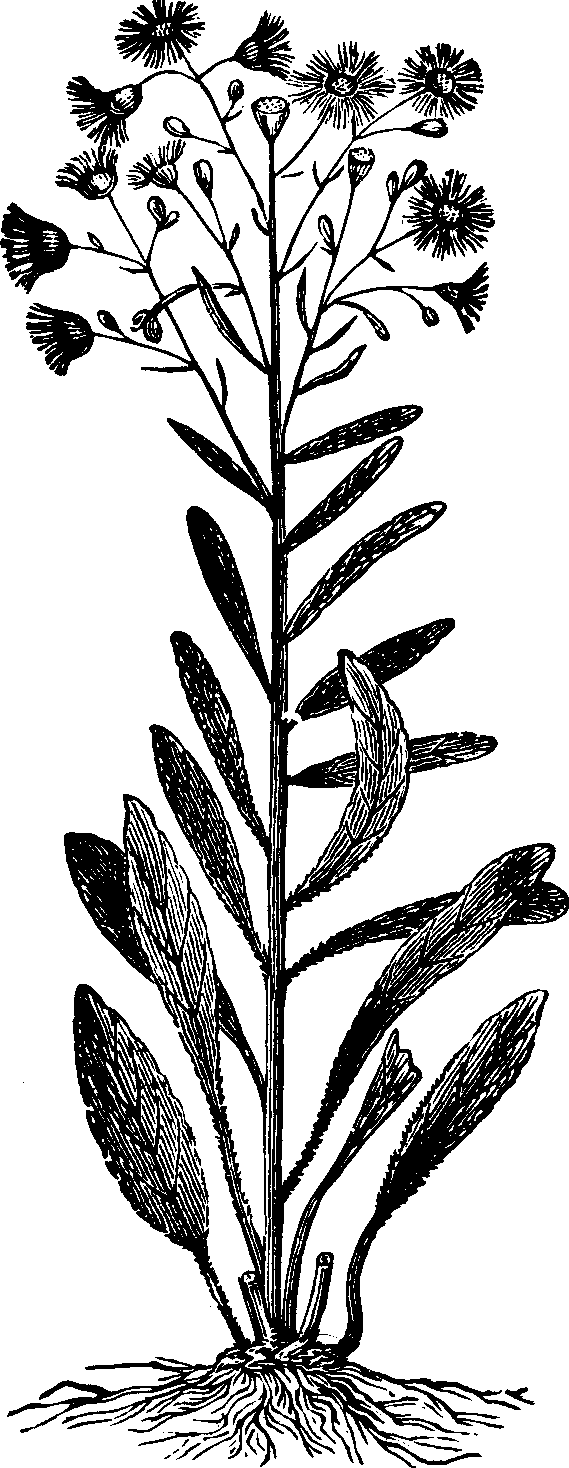 Illustration:
Fig. 125. Canada Fleabane. 