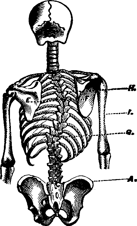 Illustration:
Fig. 6. Lateral curvature of the spine. E to F, the primary curve.