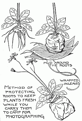 Method of protecting roots to keep plants fresh while you carry them to camp for photographing