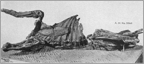 Fig. 30.: The Dinosaur Mummy. Skeleton of a Trachodon preserving
the skin impressions over a large part of the body.