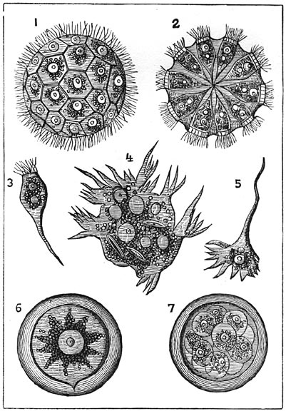 Fig. 42. Magosphaera planula.