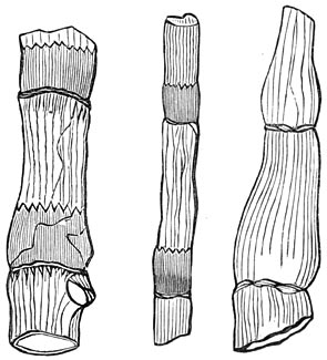 Fig. 140. Versteende overblijfselen der oorspronkelijke planten. Paardestaarten uit het devonische tijdperk.