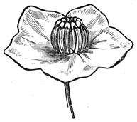 Fig. 155. Dezelfde bloem. Meeldraden op den stempel op het oogenblik der bevruchting.