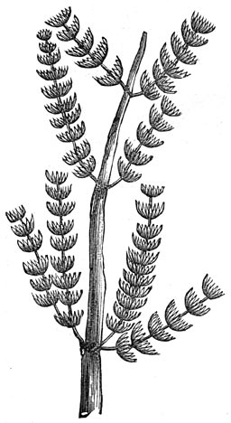 Fig. 194. Versteende tak eener araucaria.