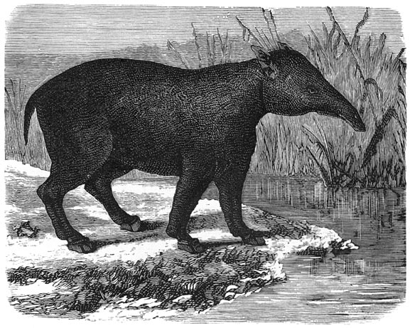 Fig. 280.—Het paleotherium, dikhuidig zoogdier der eocene periode (1/20 der nat. gr.).