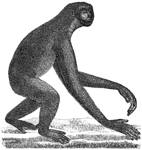 Fig. 295. De siamang, een gibbon der miocene periode.