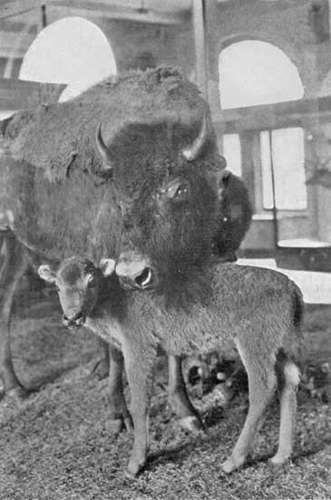 MOTHER BISON