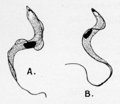 TRYPANOSOMA GAMBIENSE