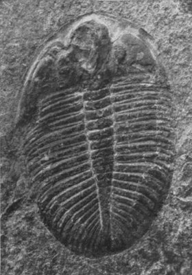 A TRILOBITE