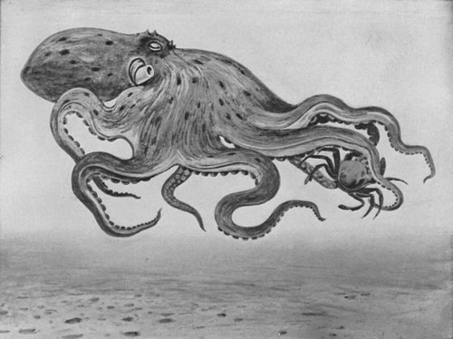 AN EIGHT-ARMED CUTTLEFISH OR OCTOPUS ATTACKING A SMALL CRAB