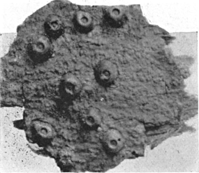 Fig. 834a. Camillea Cyclops.