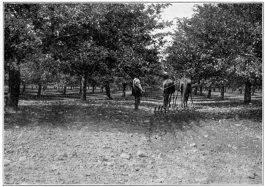 Making an earth mulch in a New York orchard.