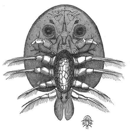 PARASITE (Argulus foliaceus) ON TROUT, NAT. SIZE AND MAGNIFIED.