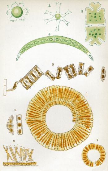 FRESH-WATER ALGÆ, DESMIDEÆ, AND DIATOMACEÆ.

All highly magnified.


1.—Staurastrum.
2.—Trigonocystis.
3.—Euastrum.
4.—Closterium.
5.—Diatoma.
6, 7.—Meridion.
8.—Eunotia.
9.—Exilaria.
