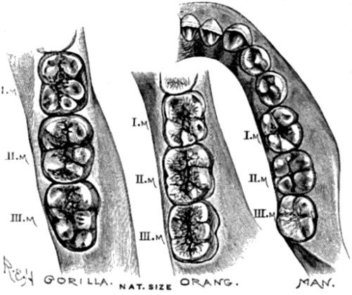 Molar teeth of lower jaw in Gorilla, Orang, and
Man.