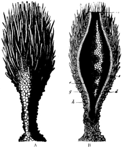 Prophysema primordiale, an extant gastræa-form.