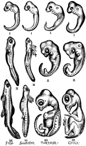 A series of embryos
of the classes of vertebrated animals below the Mammalia