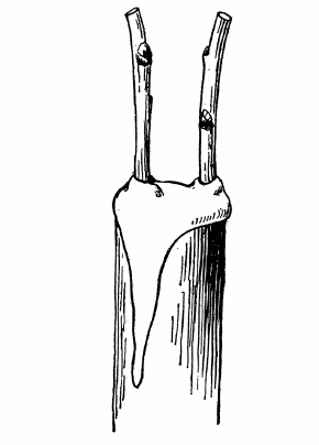 19. The cleft-graft after waxing.