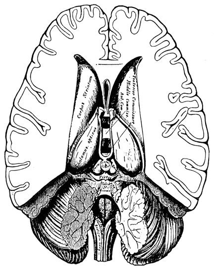 Brain cross-section from top