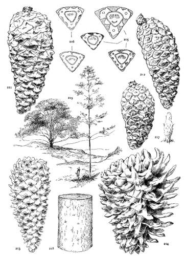 PLATE XXIV. PINUS PSEUDOSTROBUS