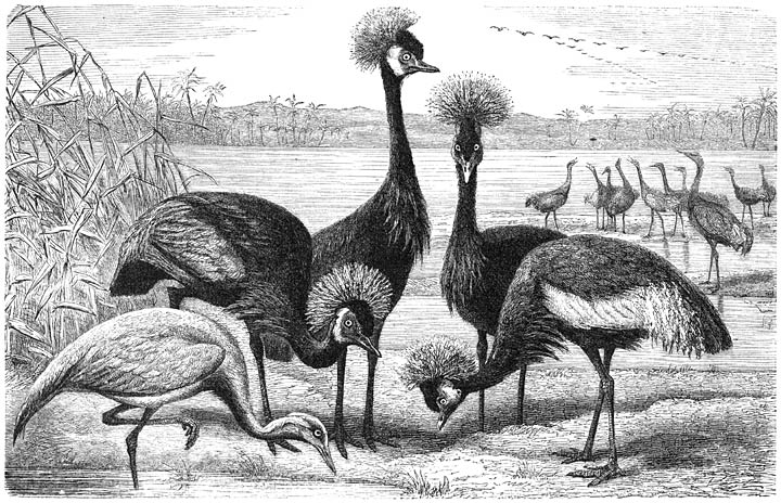 1) Juffer van Numidië (Grus virgo) 2) Kroonkraan (Grus pavonina).