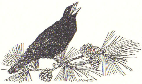 The raven