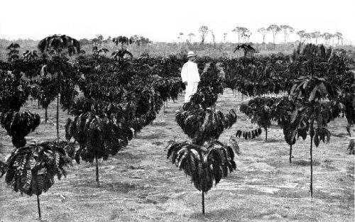 One-Year-Old Robusta Estate, on Sumatra's West Coast