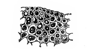 Fig. 339. Coffee. Tissues of embryo in section. x160. (Moeller)