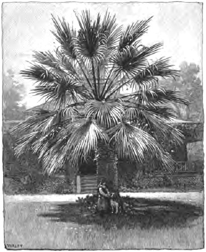 FAN-PALM, LOS ANGELES.