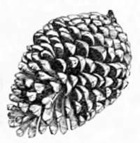 CONE OF THE PINUS LARICCIO.