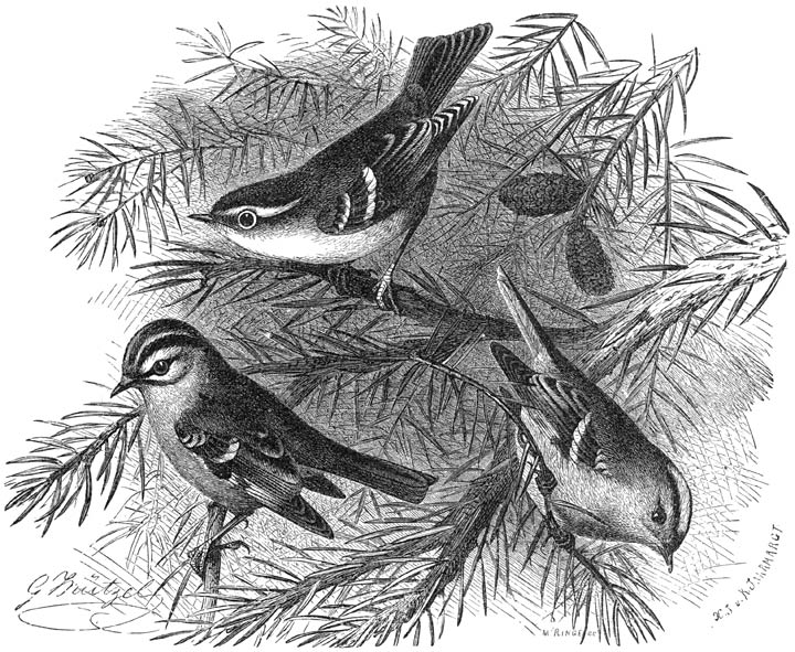 1) Grauwstuit-boschzanger (Phylloscopus superciliosus), 2) Vuur-goudhaantje (Regulus ignicapillus), 3) Goudhaantje (Regulus cristatus). ½ v. d. ware grootte.