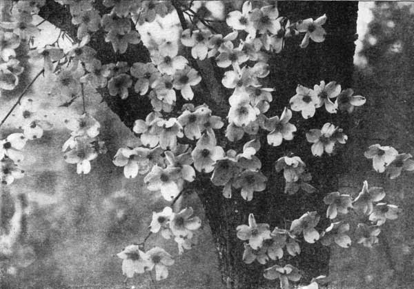 Floral bracts or involucres of the dogwood