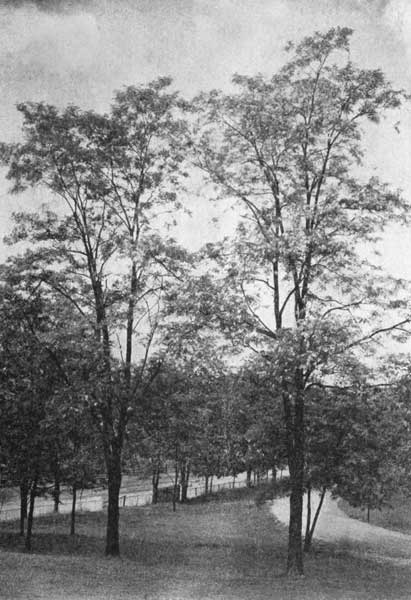 Young trees of the black locust