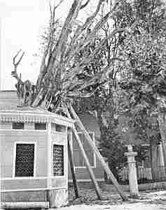 S. Andrew in Krisei. The Chain on the Withered Tree in the Court On the West of the Church.