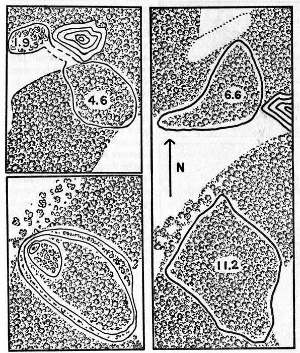 Maps showing home ranges of cottontails
in relation to woodland and open fields on the study area. One inch
equals approximately 470 feet.