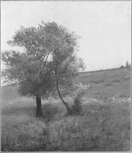 THE FOUNTAIN, ON MUNDY HILL