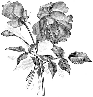 Fig. 82. Maandroos “Mme Eugène Résal”.